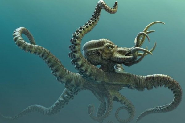 Kraken настоящая ссылка